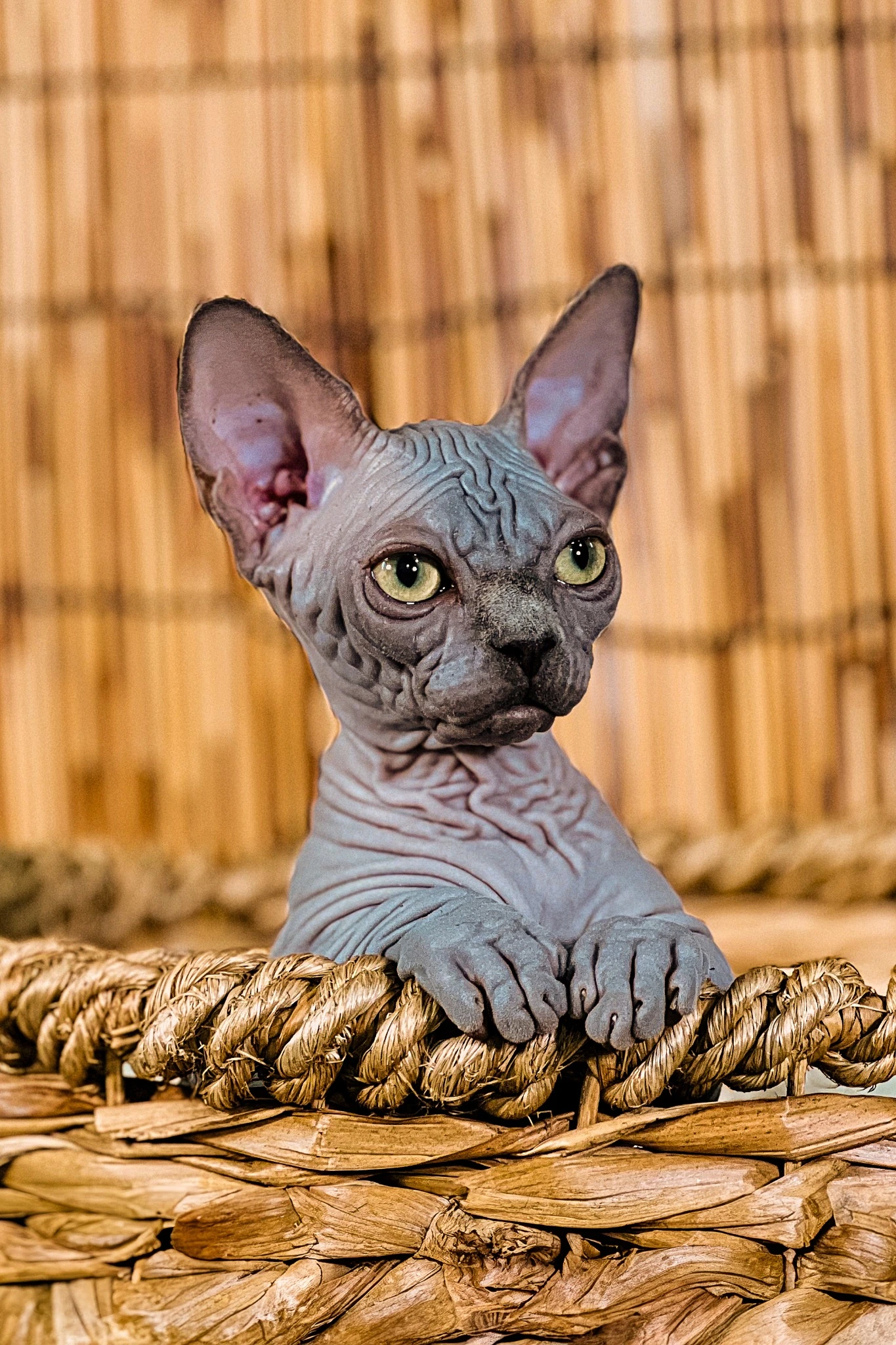 Pink Bambino kitten with short legs standing on a fluffy white rug with a green backdrop.