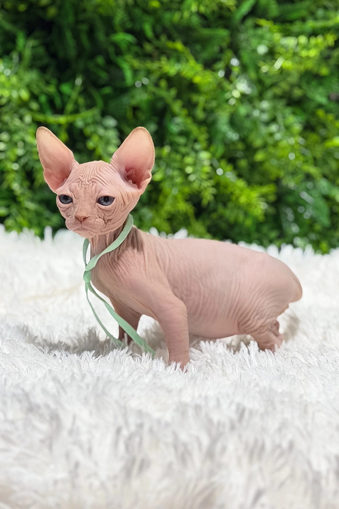 Chocolate Devon Rex kitten Bravis sitting on a soft blanket and looking upward.