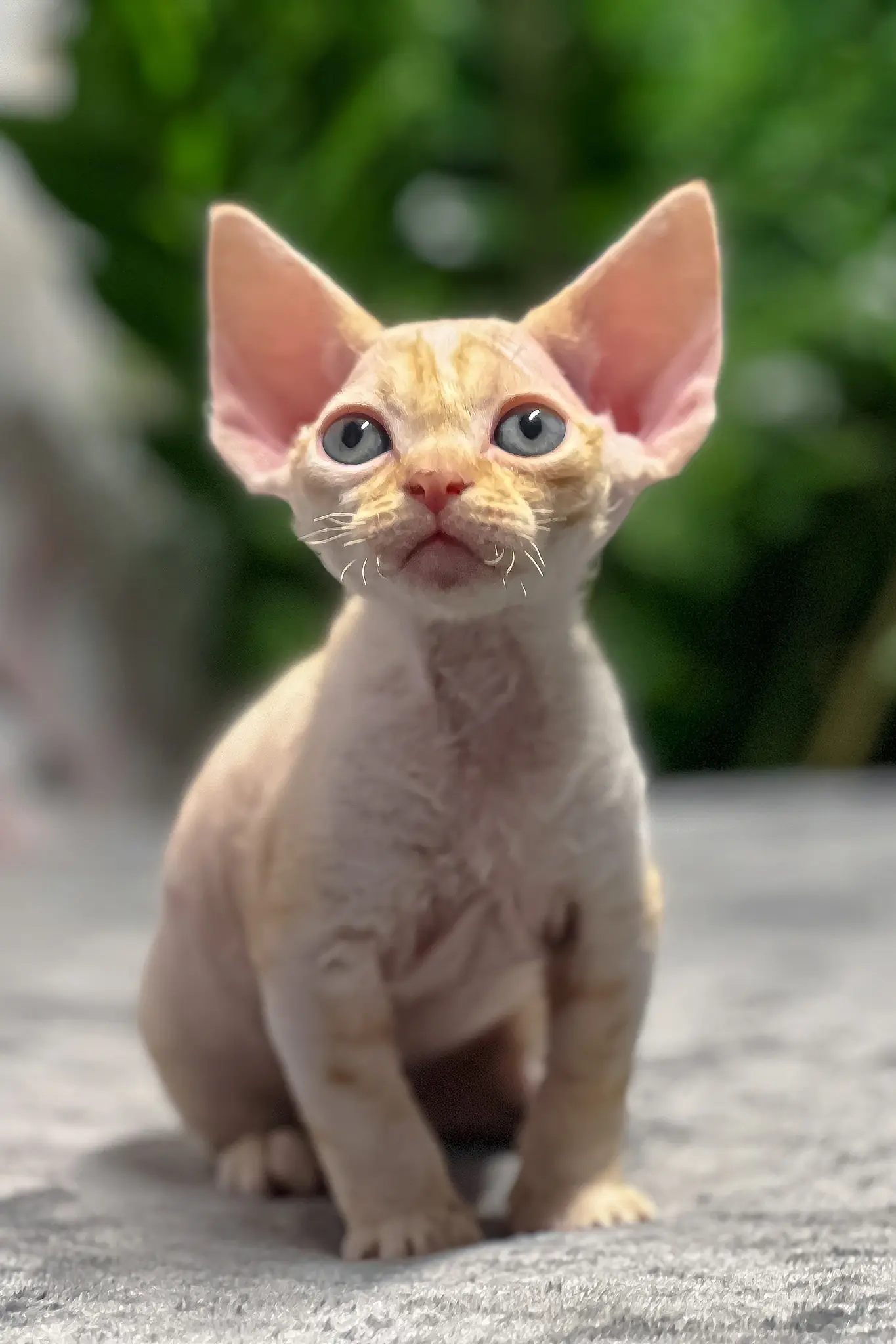 Cream Devon Rex kitten Milo sitting on a gray blanket with a softly blurred green background.