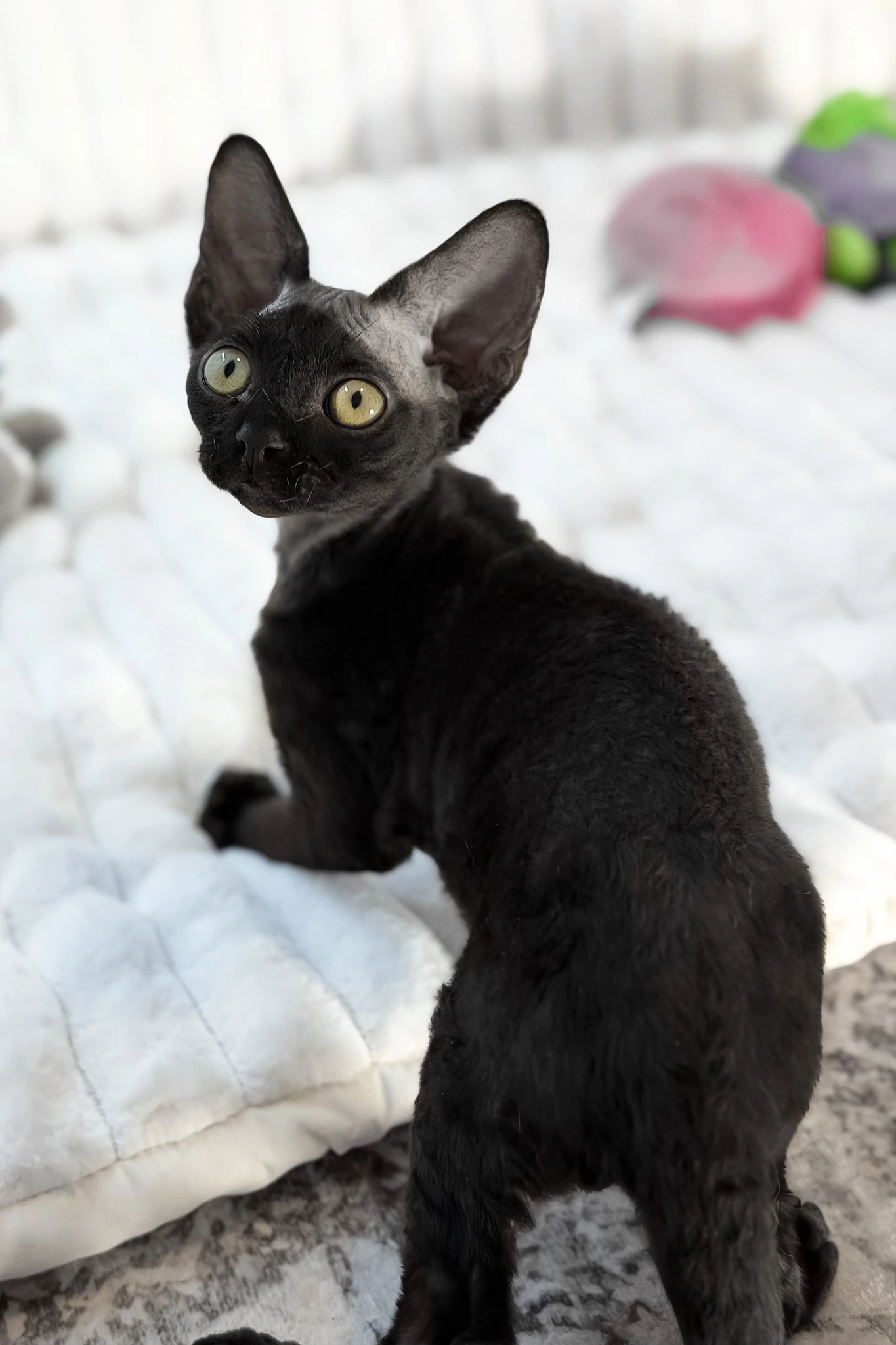 Dark Devon Rex kitten Mimmo sitting on a white bed and looking back toward the camera.
