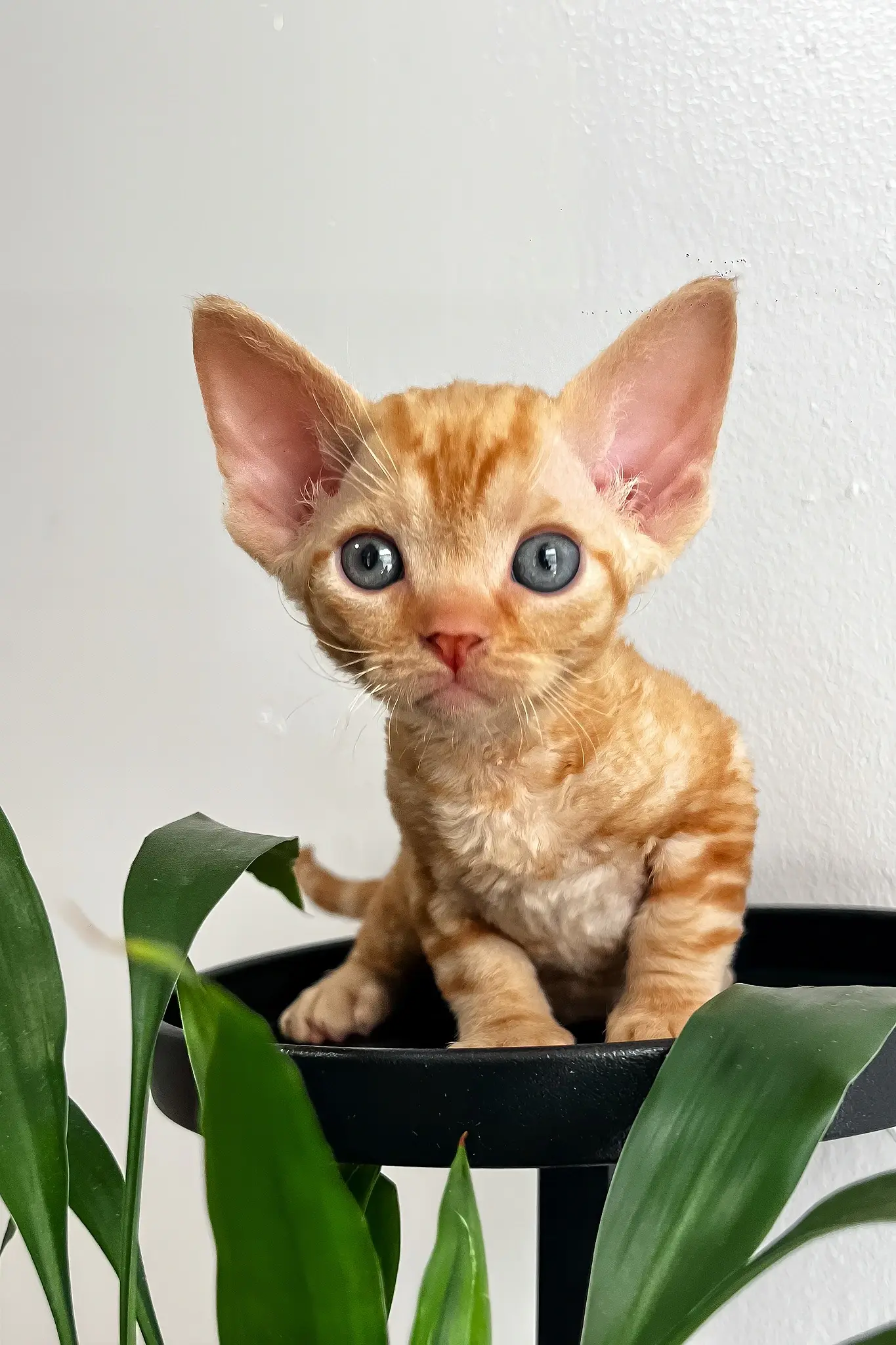 Red Devon Rex kitten Oscar sitting in a black plant stand with green leaves around him.