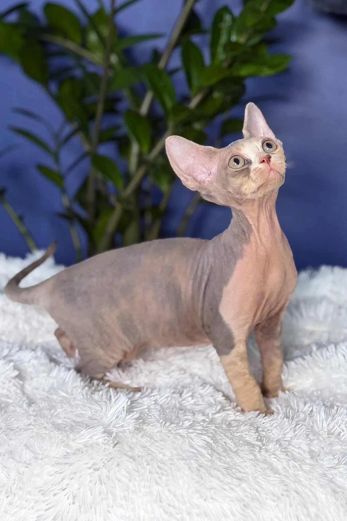 Sphynx kitten Alaska standing on a soft white blanket with a blue background and green leaves behind her.