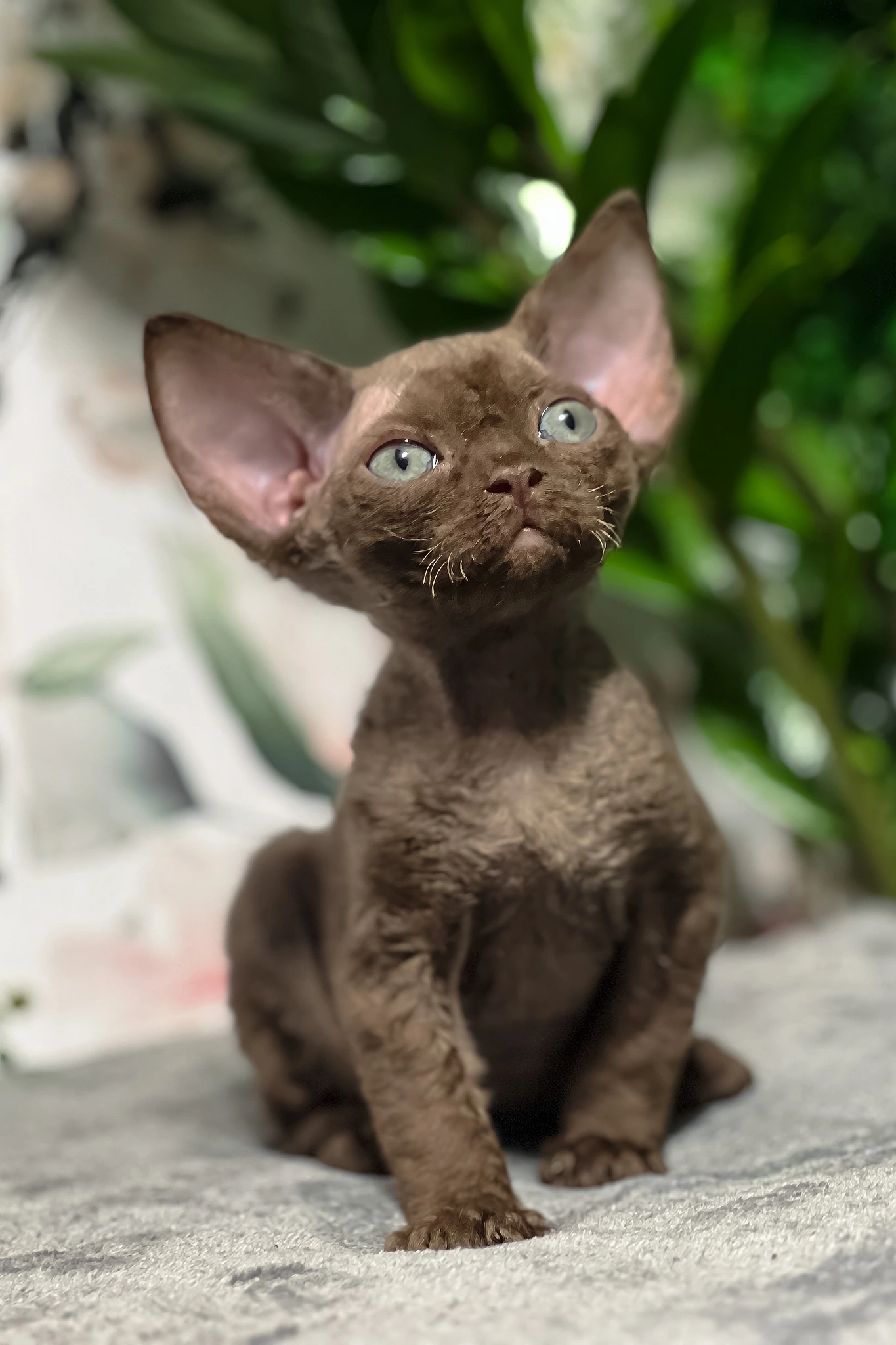 Blue-eyed gray Sphynx kitten Baxter resting with paws over a woven basket edge.