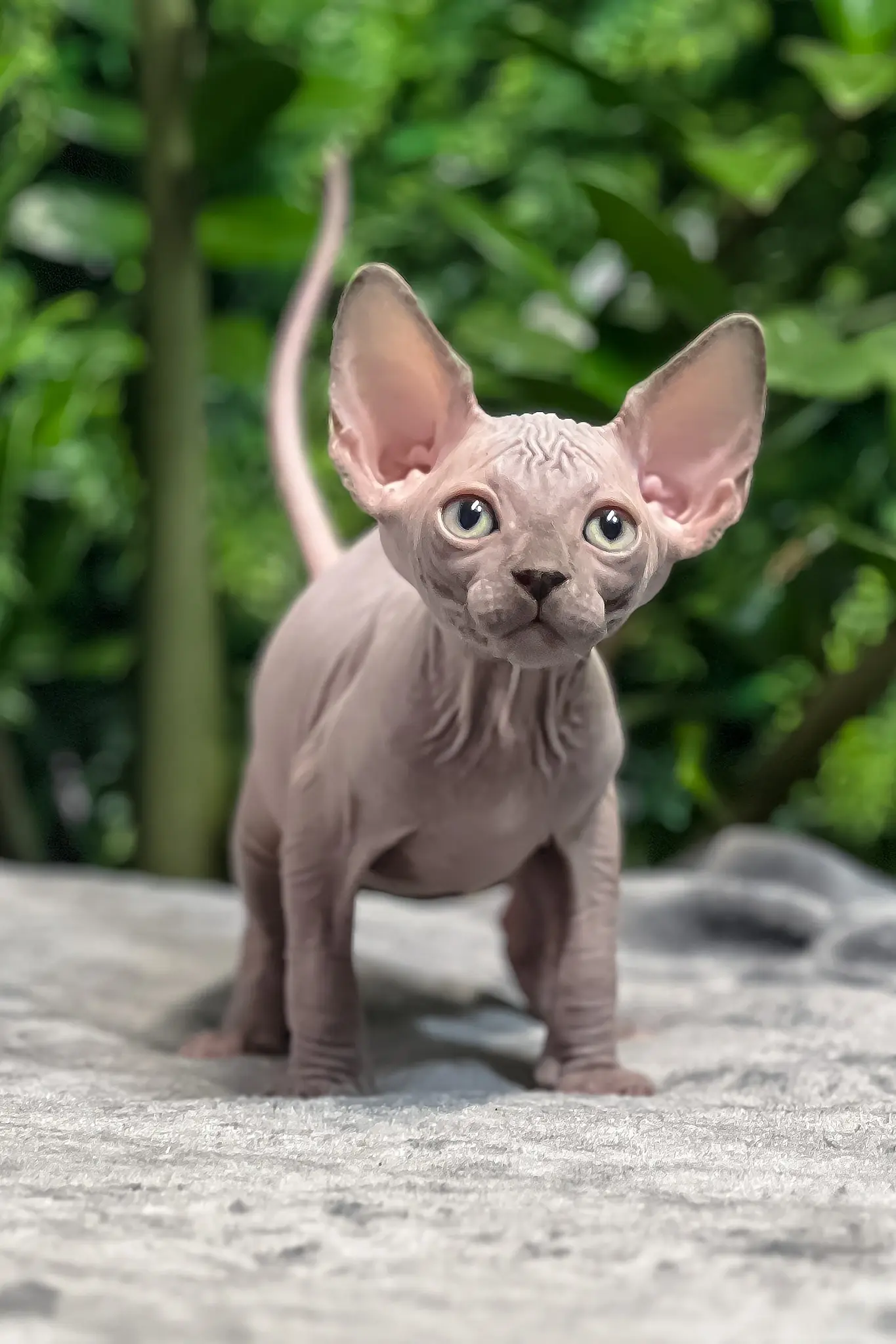 Sphynx kitten Melissa standing on a gray blanket with a green leafy background.