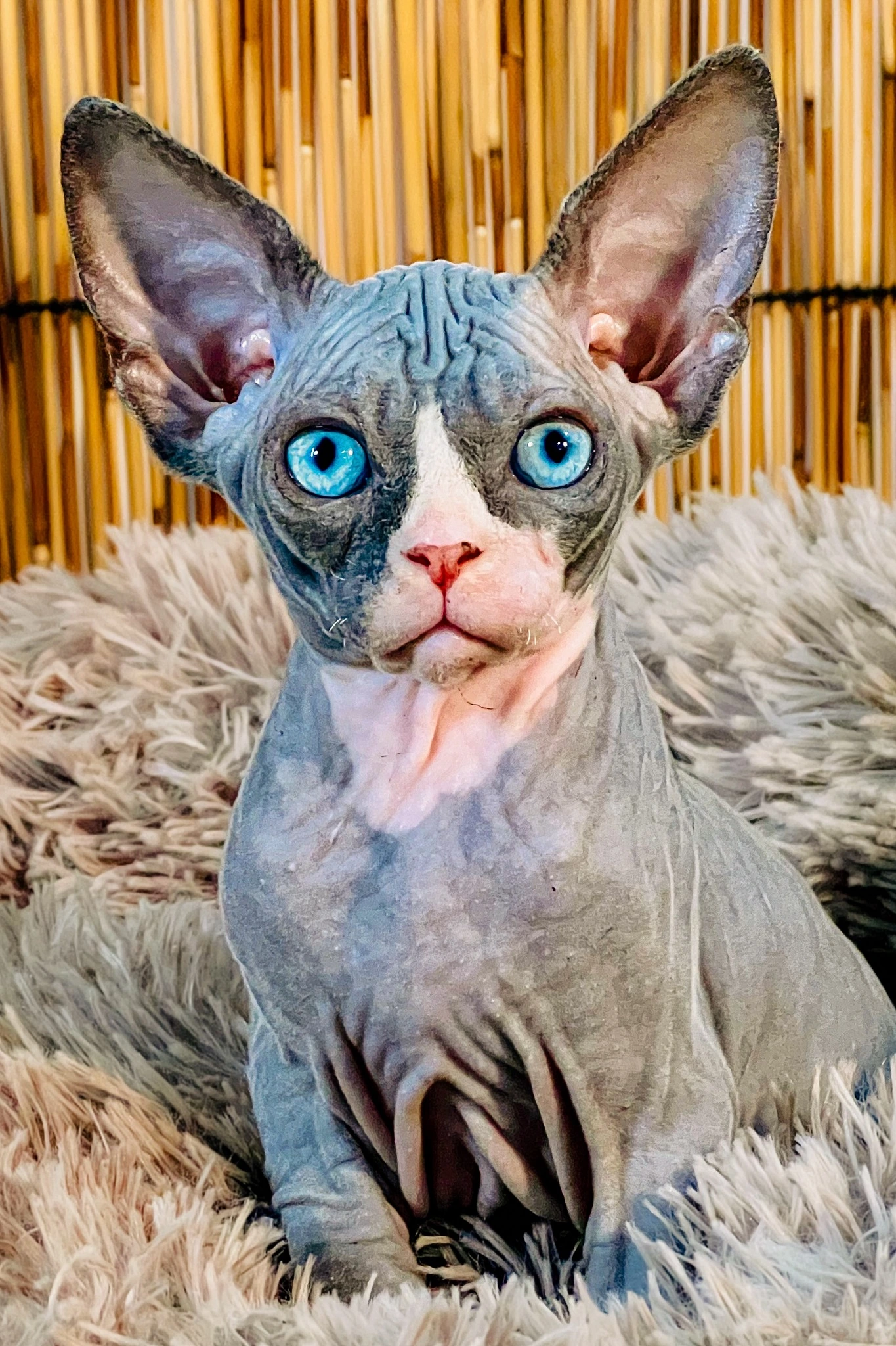 Blue-eyed bicolor Sphynx kitten Phoebe sitting on a fluffy gray bed.