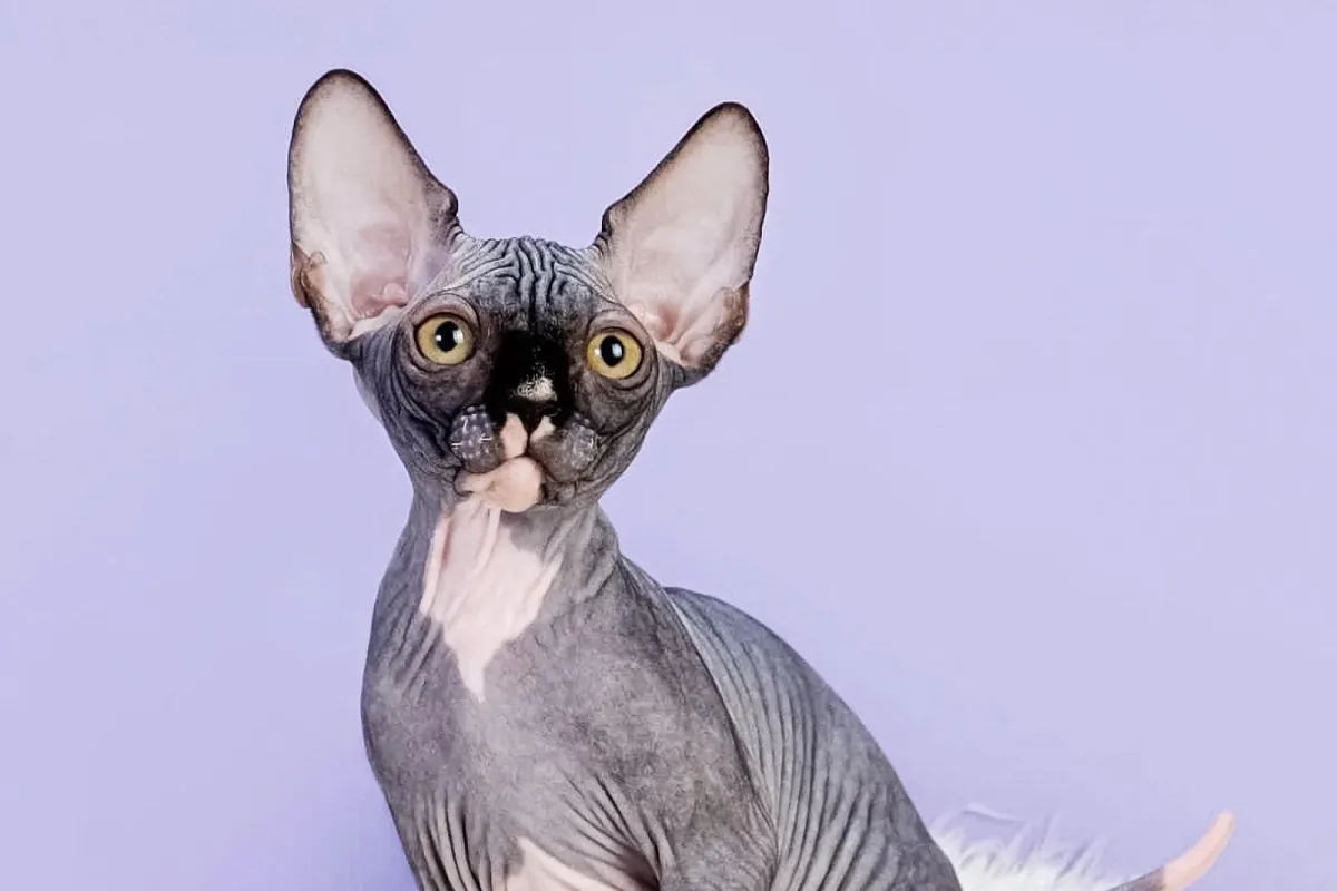 Beautiful Sphynx kitten